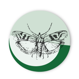inPest
